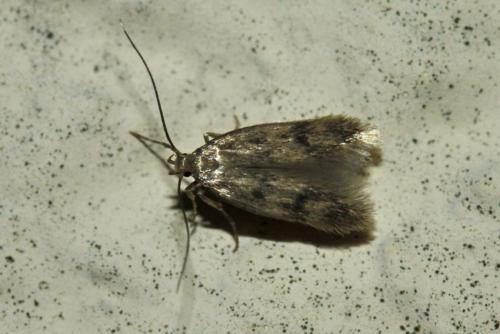Borkhausenia sp.